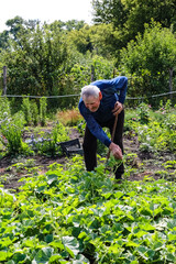 An elderly man, a grandfather in the garden, grows watermelons.