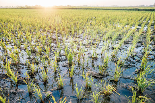 Rice Fields at Sunrise in the Philippines