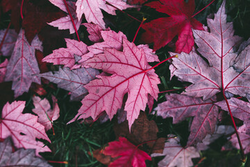 autumn purple leaves