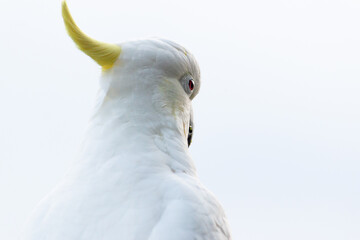 Cockatoo female headshot close up close up behind