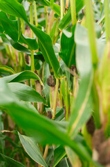 corn cob ripped  and ready to be harvested
