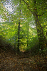 Obraz premium The Huel Lee is man-made caves in Luxembourg Sand-stone. The forest and the surroundings near the caves.