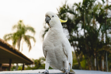 a cockatoo with palm tree leaves curious wildlife bird animal