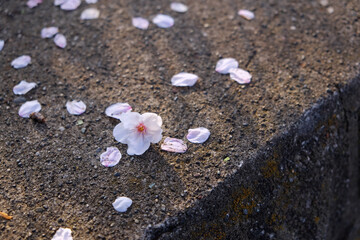 Cherry Blossoms in full bloom
