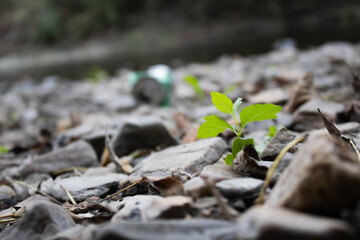 a little plant growing between rocks riverside, in the background a can throwed by people.