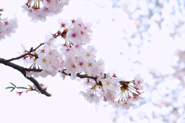 Cherry Blossoms in full bloom