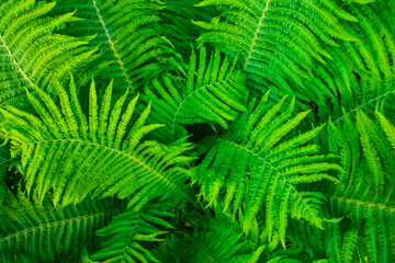 Fototapeta na wymiar Green fern leaves, natural background