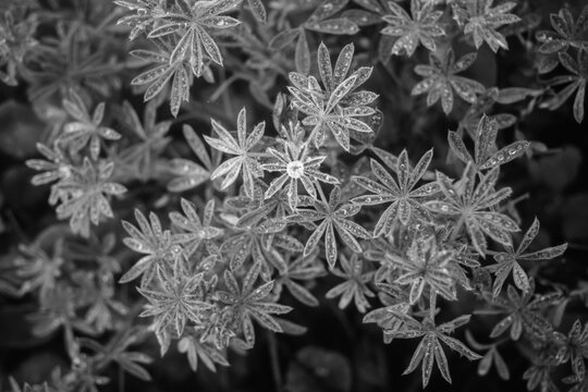 Star-shaped leaves shimmering with dew drops
