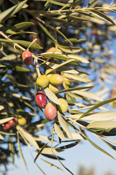 Olive tree branch with ripe olives