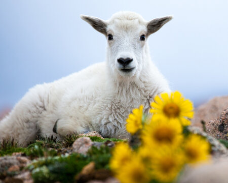Baby Goat Flowers