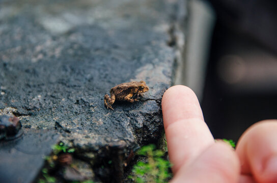Finger to toad ration