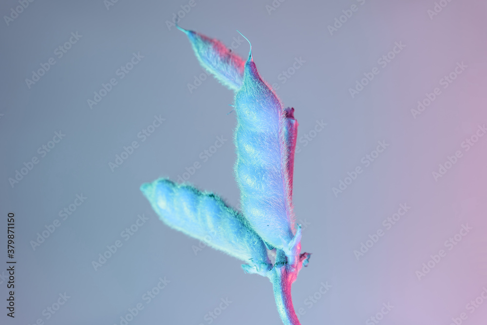 Poster Beautiful broad bean f in neon light. Minimalism retro style concept. Background pattern for design.