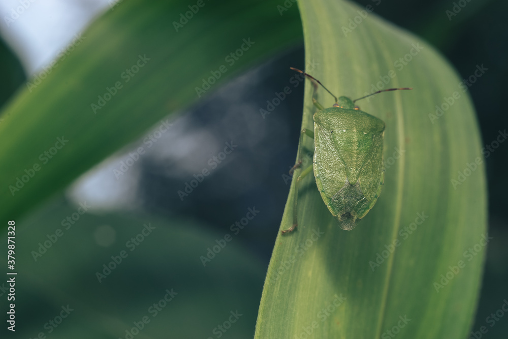Poster Close Up of linen skin stink bug on the green leaf, The brown marmorated stink bug is an insect in the family Pentatomidae..Nature background pattern texture for design.
