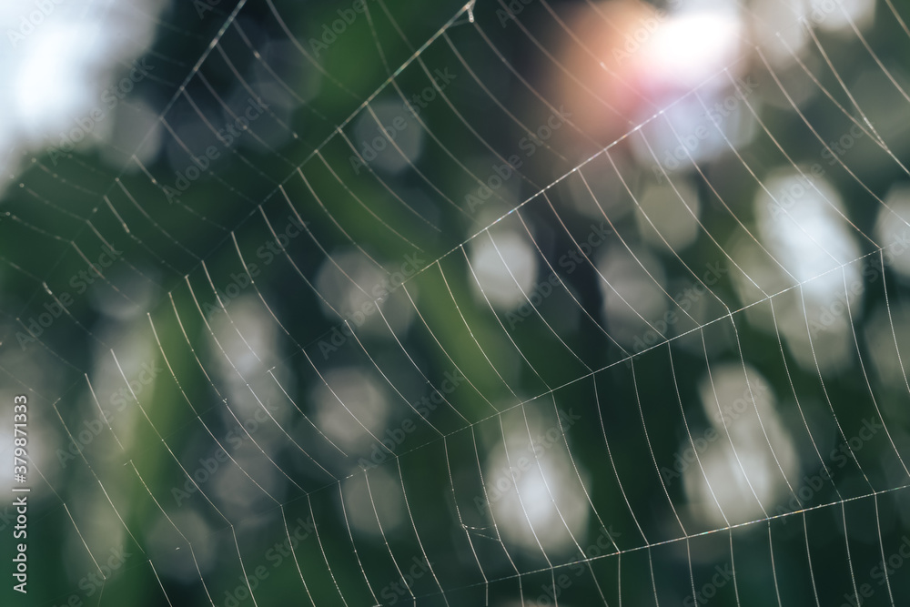 Aufkleber cobweb or spider's web against a natural background, dew on a spider .