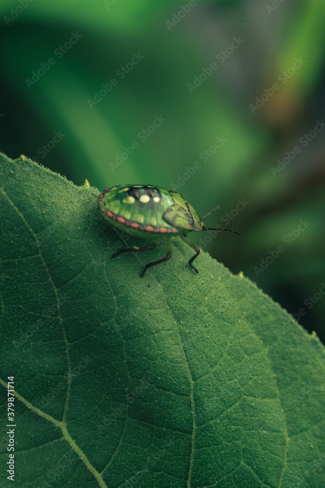 Poster Close Up of linen skin stink bug on the green leaf, The brown marmorated stink bug is an insect in the family Pentatomidae..Nature background pattern texture for design.