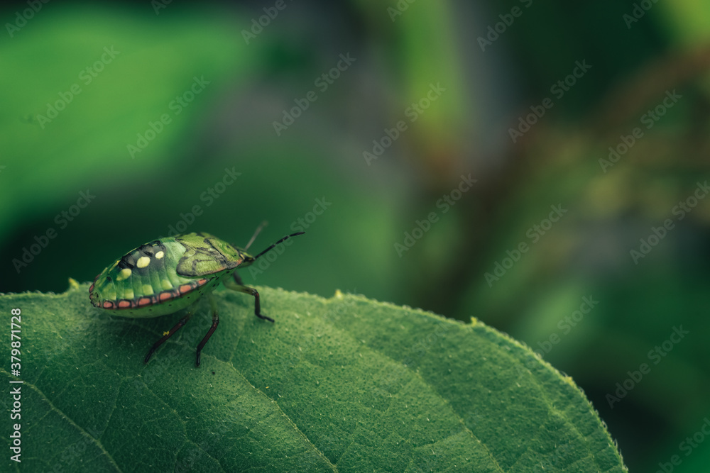 Poster Close Up of linen skin stink bug on the green leaf, The brown marmorated stink bug is an insect in the family Pentatomidae..Nature background pattern texture for design.