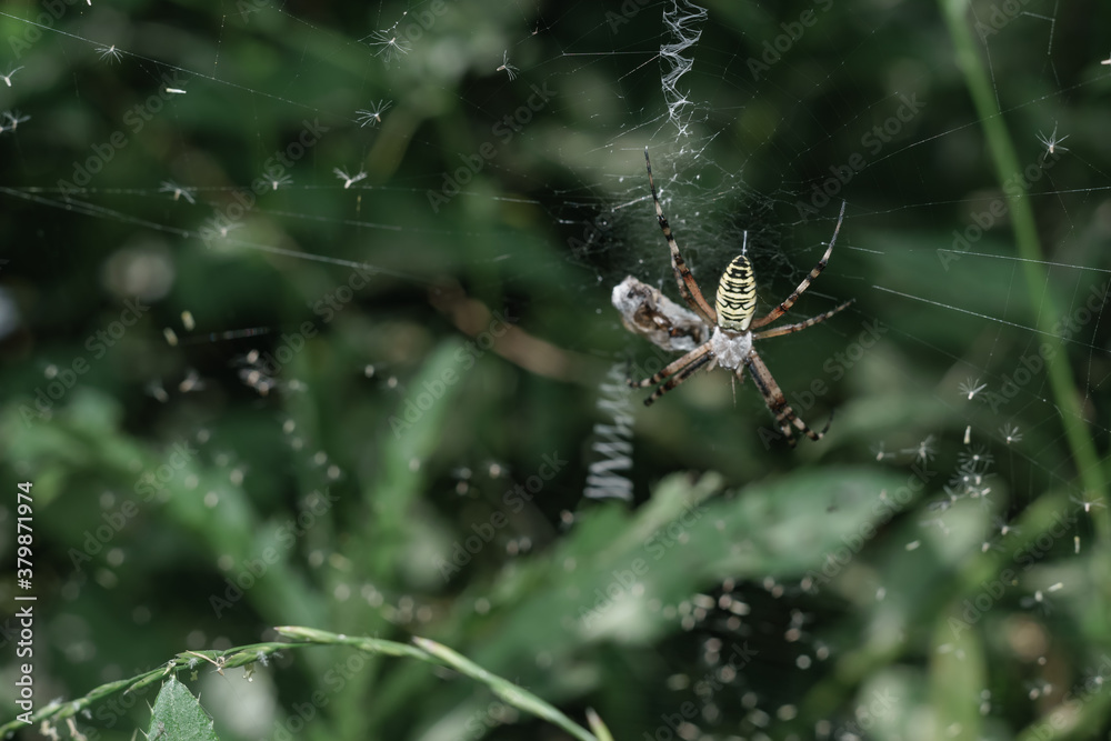 Poster cobweb or spider's web against a natural background, dew drops on a spider .