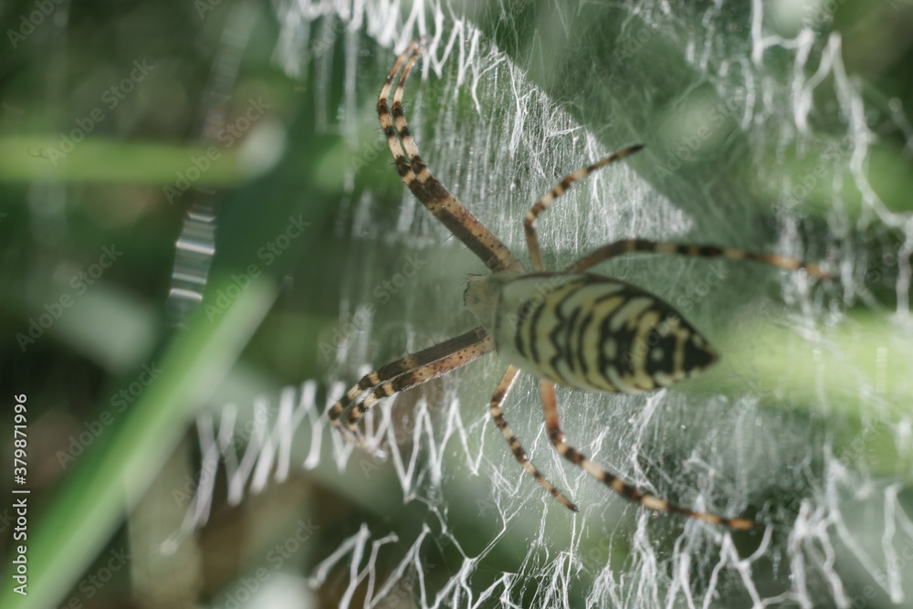 Poster cobweb or spider's web against a natural background, dew drops on a spider .