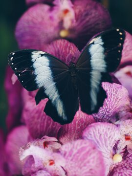 Beautiful butterfly indoors