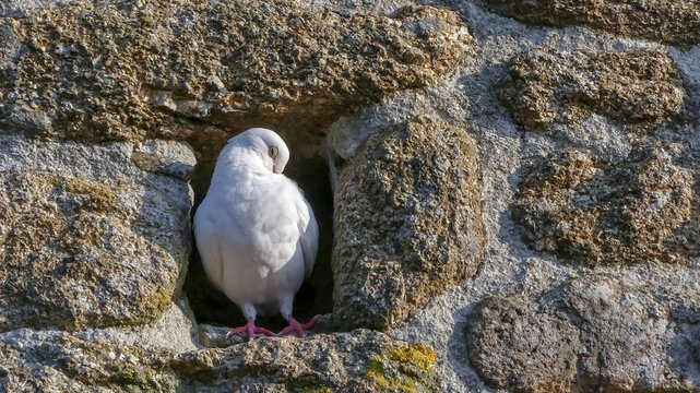 A white stock dove (Columba oenas) dozing in early morning sunshine outside it's roost in a textured weathered granite wall of a building. Naturally growing lichen. Landscape image with space for copy