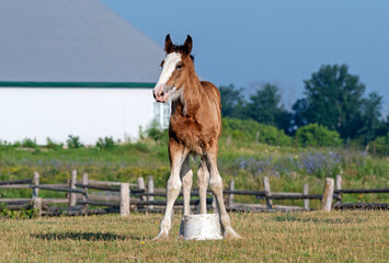 foal playing with bucket