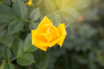 Blooming yellow rose over blurred green garden background with vintage warm light, spring or summer season garden