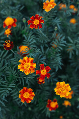 Bright orange marigold flowers (Tagetes patula) on dark green background.