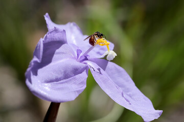 Australian Native Bee feeding at Silky Purple Flag