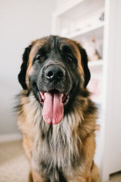 Large dog with tongue out