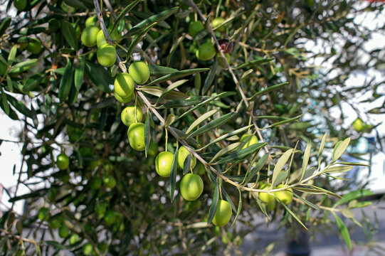 Branch with olive fruits