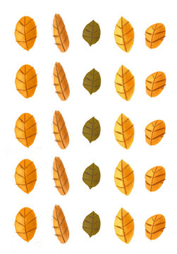 Patterm Of Autumn Leaves Isolated On White Background 