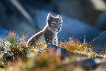 Wild Arctic mountain fox (Vulpes lagopus) in Dovre mountains, Norway, in sun outside den.