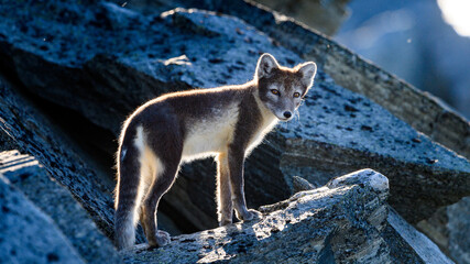 Wild Arctic mountain fox (Vulpes lagopus) in Dovre mountains, Norway, in sun outside den.