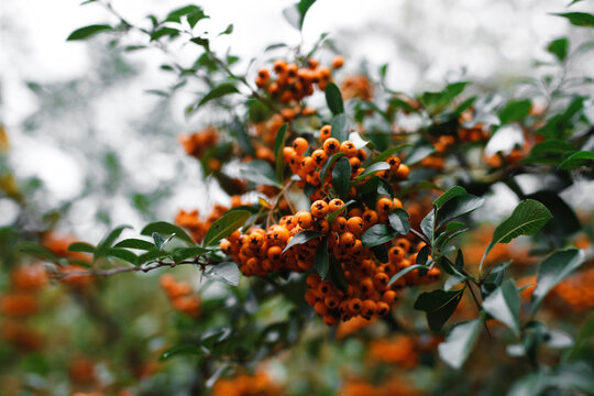 Orange pyracantha berries