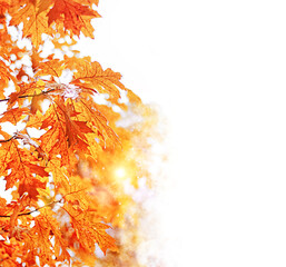 autumn nature background with red-orange oak leaves. fall season concept. copy space