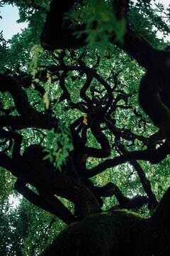 Beautiful tree in an botanical garden