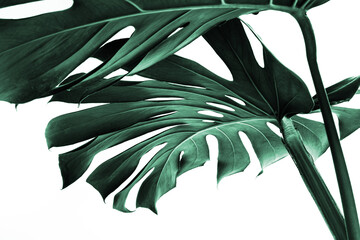 Real monstera leaves decorating for composition design.Tropical,botanical nature concepts