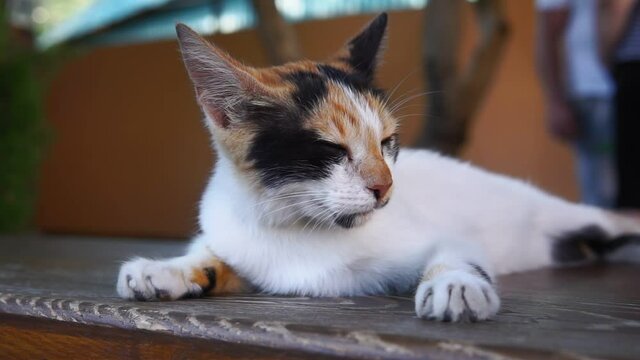 Portrait stray cat sleeps on a bench. Animal protection and adoption concept. selective focus