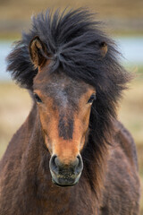 portrait of an Icelandic horse