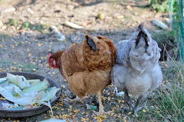 Chicken eating at the farm