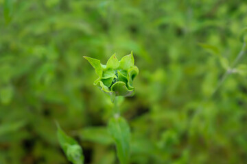 close up of leaves