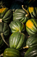 Kürbis, Acorn, grün, Cucurbita Pepo, Speisekürbis, Kürbisernte, Kürbisrezepte, Herbstmarkt, Herbstfest, Herbstdekoration, Herbst, Baselland, Schweiz