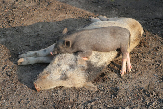 Piglet and pig. The manifestation of love and tenderness in the most primitive forms of life. Maternity and childhood.