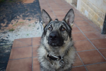 Sesión a perro lobo mientras ejerce de guardián en una casa