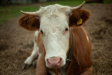 Cow on the farm. Animal with horns. 