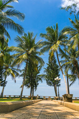 Fototapeta na wymiar tropical view of coconut palm trees in front beach of Vung Tau city with waves, coastline in Vietnam