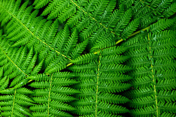 Fresh green fern leafs