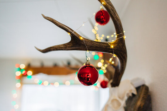 European mounted deer skull decorated for Christmas.