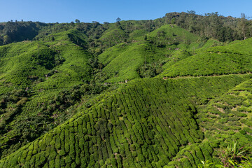 Views of tea plantation in Cameron highlands, Malaysia