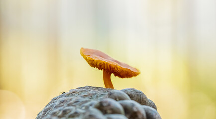 Close-up Mushrooms in a Pine Forest Plantation in Tokai Forest Cape Town